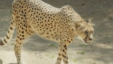Cheetah on the Run