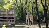 Giraffe Dance