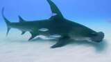 Diving With Giant Hammers