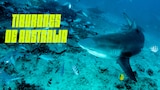 Tiburones de Australia