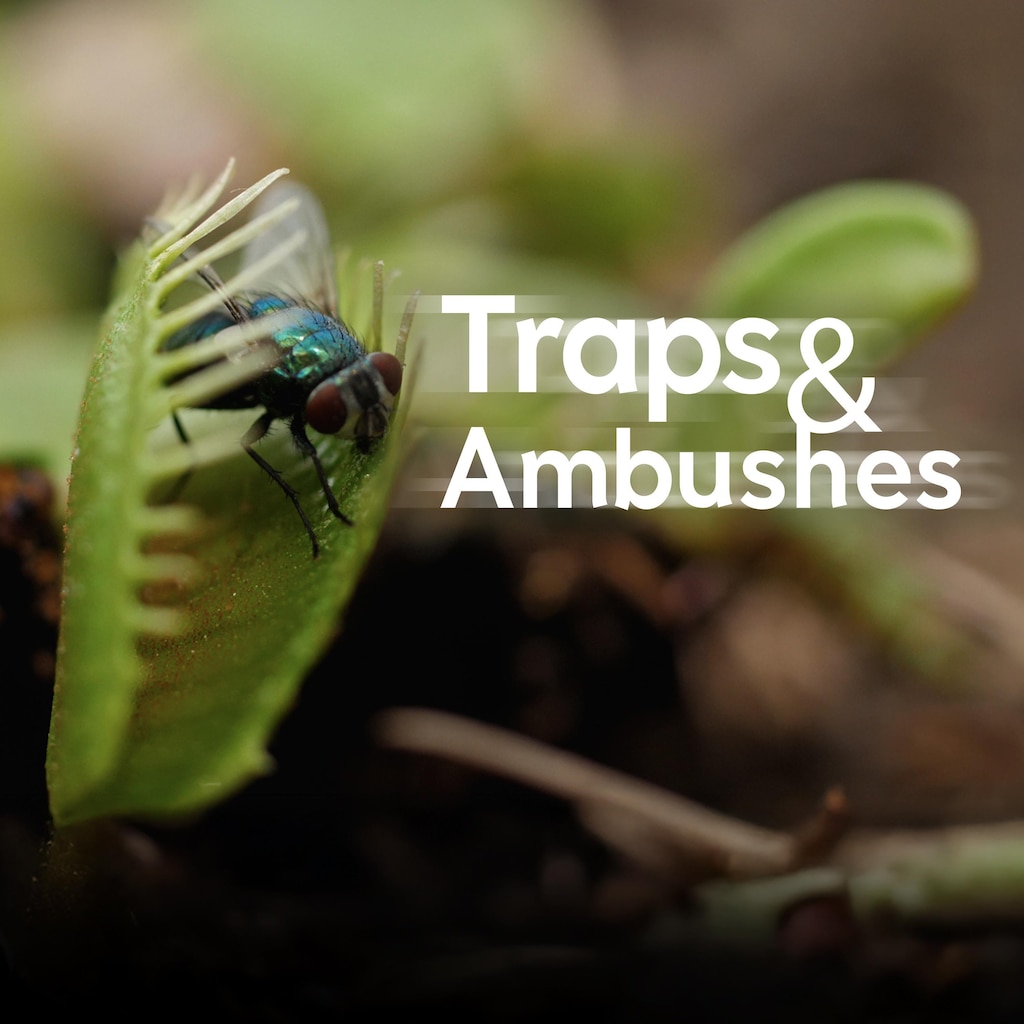 Traps & Ambushes