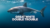 Great White Double Trouble