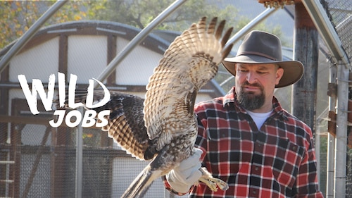 Watch Wild Jobs | discovery+