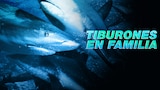 Tiburones en familia