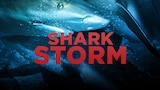 Shark Storm