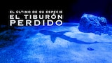 El último de su especie: el tiburón perdido