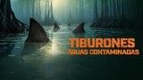 Tiburones: aguas contaminadas
