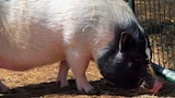 Petra's Pigs