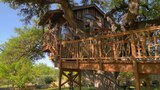Bon Appe-Treehouse