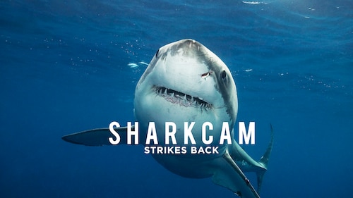 Watch SharkCam Strikes Back | discovery+