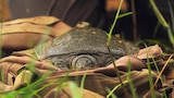 The Hidden Turtle of Vietnam