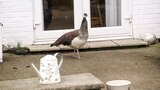 Peahen