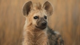 Hyena