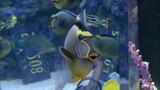 Swimming with the Sharks