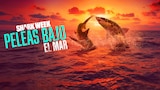 Shark Week: peleas bajo el mar