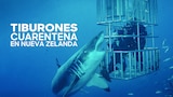 Tiburones: cuarentena en Nueva Zelanda