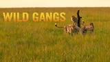 Wild Gangs