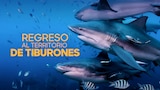 Regreso al territorio de tiburones