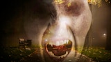 A Phantom Hand in Brazil and More