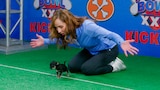 Puppy Bowl XXII Kickoff