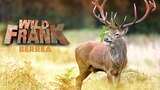 Wild Frank: Berrea