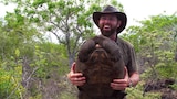 The Galapagos Giant