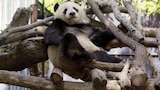 Panda-monium