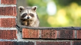 Skyscraper Raccoon