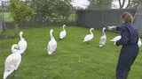 All Creatures Great and Small