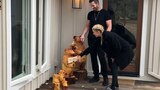Five Flipping Bears