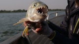 Eye of the Tigerfish