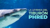 La leyenda del tiburón Phred