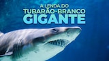 A Lenda do Tubarão-Branco Gigante
