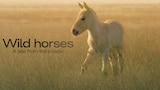 Wild Horses: A Tale from the Puszta (2021)