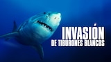 Invasión de tiburones blancos