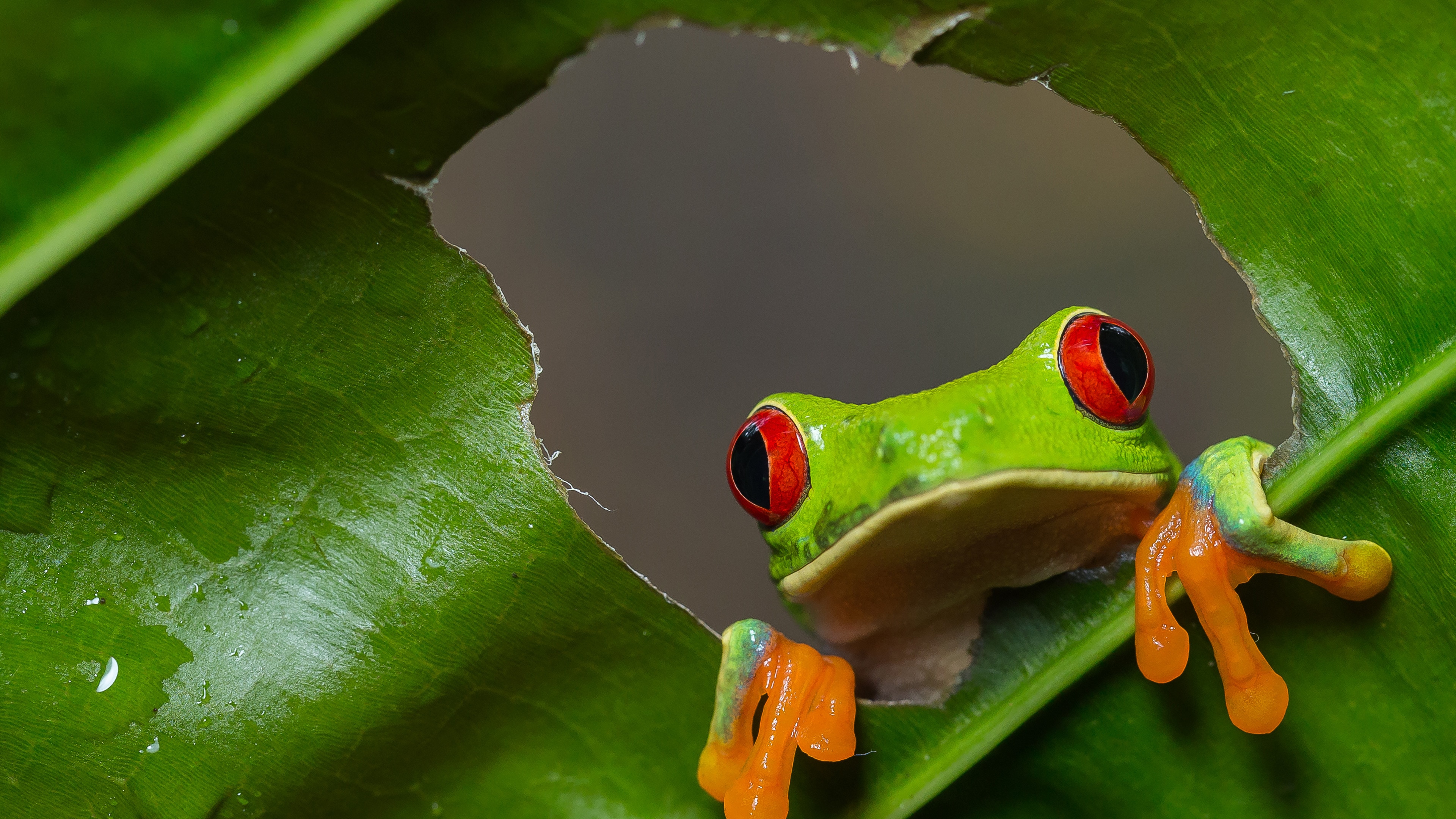 Ver Costa Rica salvaje | HBO Max