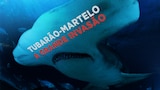 Tubarão-martelo: A Grande Invasão