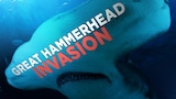 Great Hammerhead Invasion