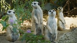 Dining with Meerkats