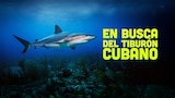 En busca del tiburón cubano