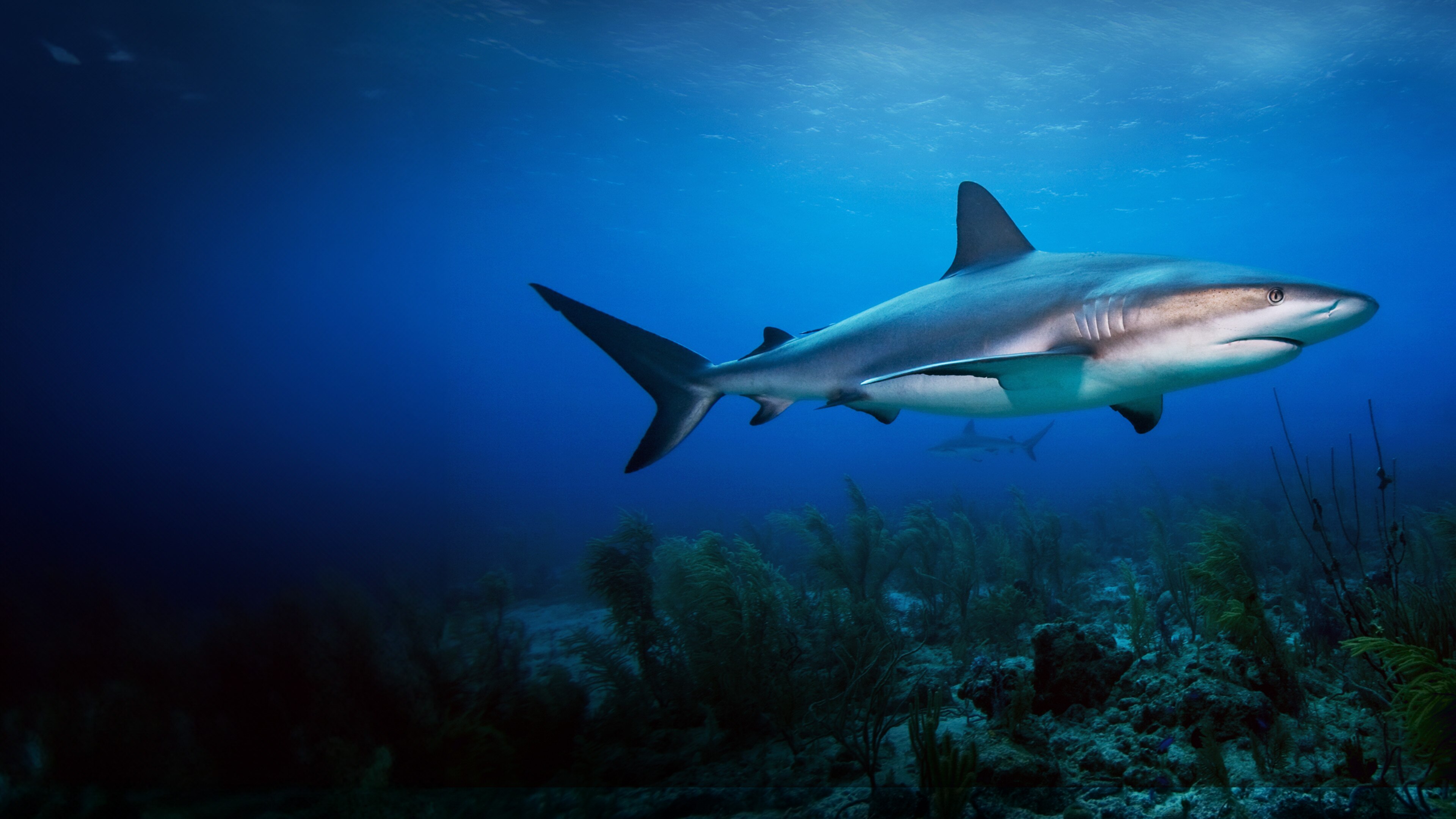watch-tiburones-sharks-of-cuba-max