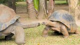 Tortoise First Date
