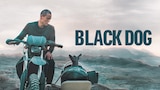 Black Dog