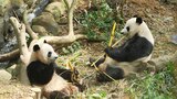The Race to Breed China's Pandas