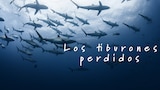 Los tiburones perdidos
