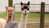 Alpacalipso