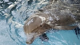 Dolphin Doctor