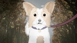 Episode Four: Dogs
