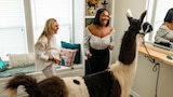 Living Room Llamas