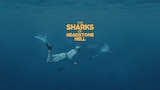 The Sharks of Headstone Hell